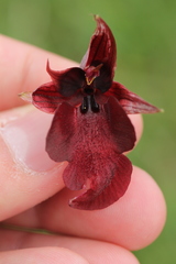 Serapias cordigera