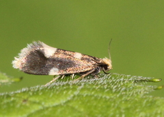 Alloclemensia mesospilella