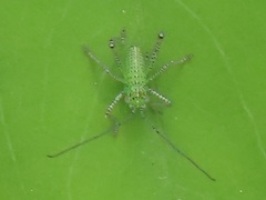 Leptophyes punctatissima