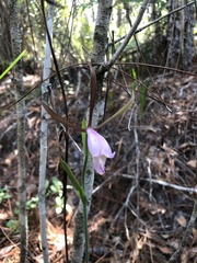 Cleistesiopsis divaricata