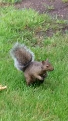 Sciurus carolinensis