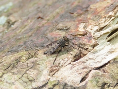 Rhagio punctipennis