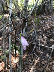 Cleistesiopsis divaricata