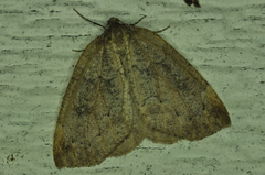 Spodolepis substriataria