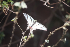 Protographium epidaus epidaus