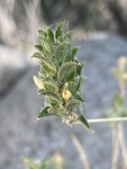 Tetramerium nervosum