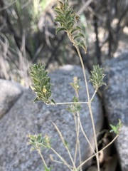 Tetramerium nervosum