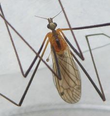 Euphylidorea dispar