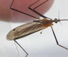 Euphylidorea dispar