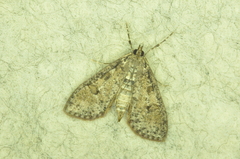 Palpita aenescentalis