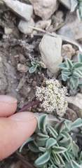 Cymopterus aboriginum