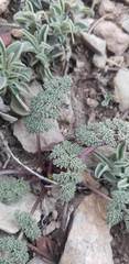 Cymopterus aboriginum