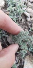 Cymopterus aboriginum
