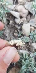 Cymopterus aboriginum