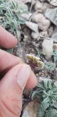 Cymopterus aboriginum