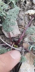 Cymopterus aboriginum