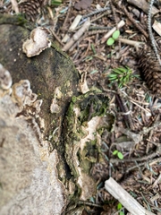 Polyporales