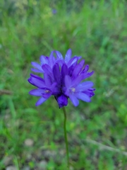 Dichelostemma congestum