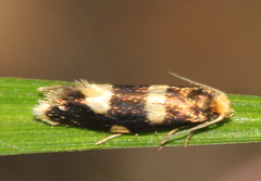 Alloclemensia mesospilella