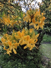 Rhododendron luteum