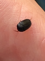Attagenus fasciatus
