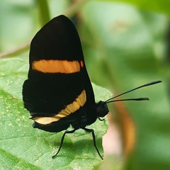Isapis agyrtus