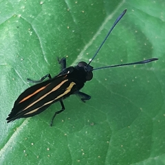 Isapis agyrtus