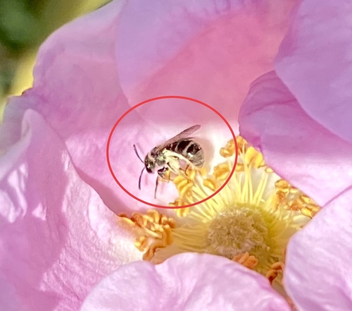 iNaturalist observation photo of Metallic Sweat Bees