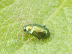 Crepidodera fulvicornis