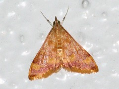 Pyrausta onythesalis