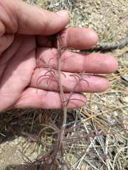 Cordylanthus nevinii