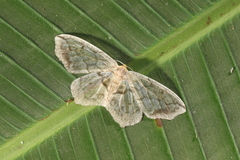 Hydatoscia ategua