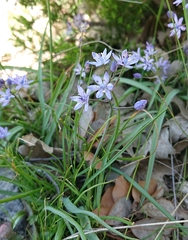 Scilla verna