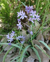Scilla verna
