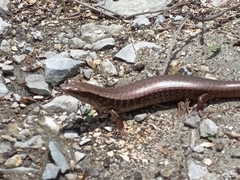 Diploglossidae
