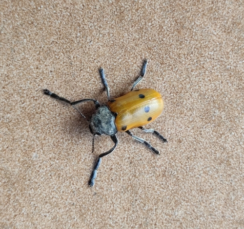 Lachnaia italica