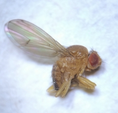 Drosophila immigrans