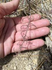 Cordylanthus nevinii