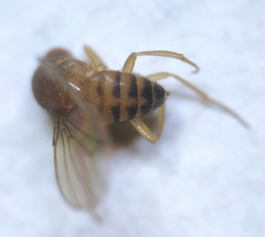 Drosophila immigrans