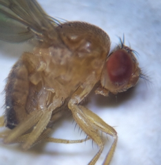 Drosophila immigrans