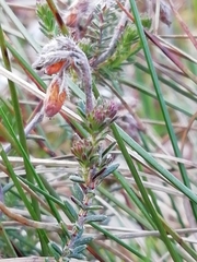 Erica tetralix