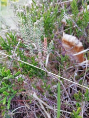 Erica tetralix