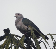 Ducula aenea pusilla