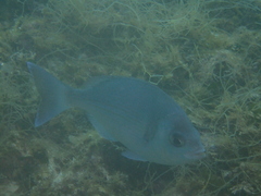 Spondyliosoma cantharus