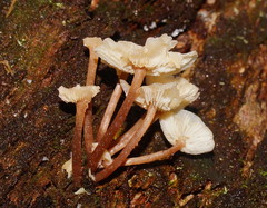 Collybia eucalyptorum