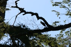 Pygarrhichas albogularis