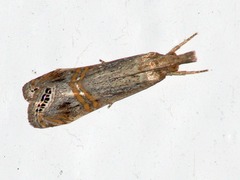 Euchromius