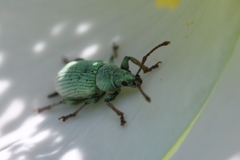 Phyllobius roboretanus