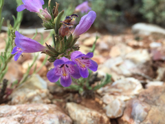 Penstemon linarioides