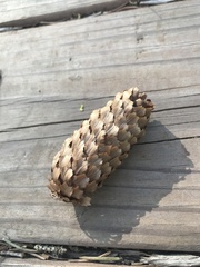 Picea